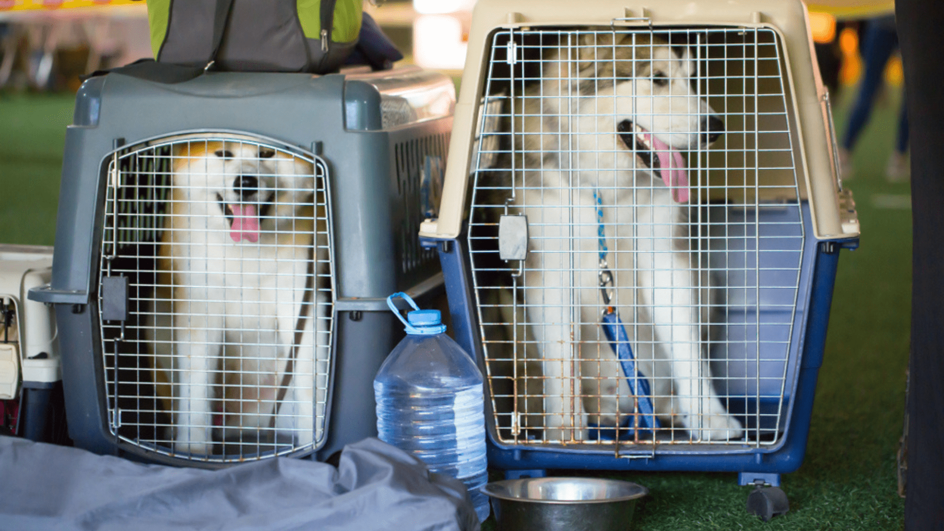 Transporte DogExpress