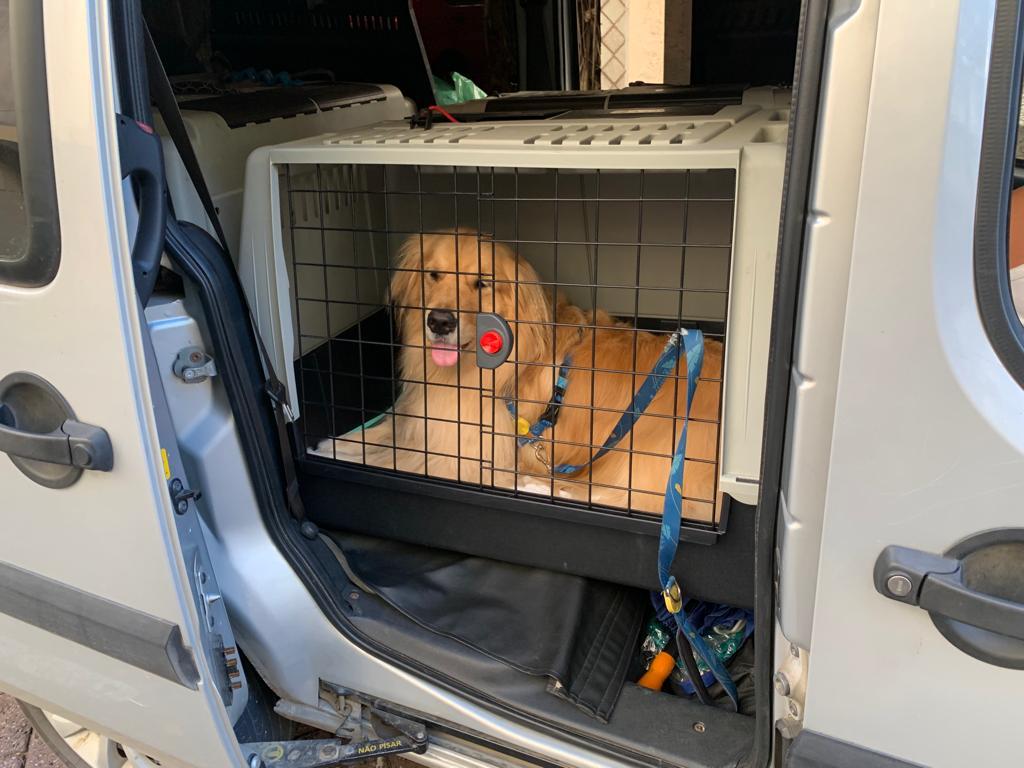 Transporte de cães DogExpress